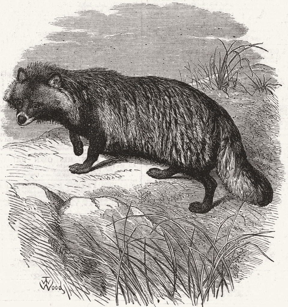 LONDON. Zoo. Raccoon-like dog 1874 old antique vintage print picture